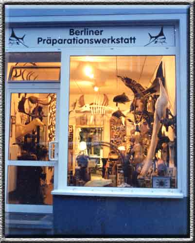 our taxidermy shop