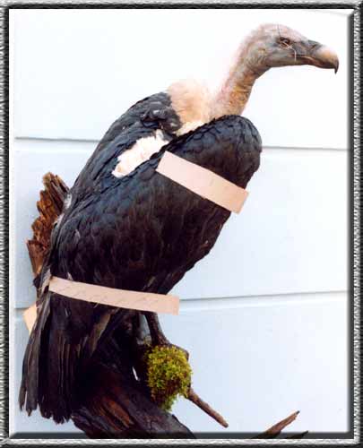 indian white backed vulture