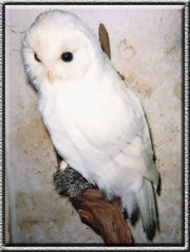 albino tawny owl