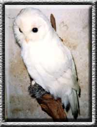 Albino tawny owl