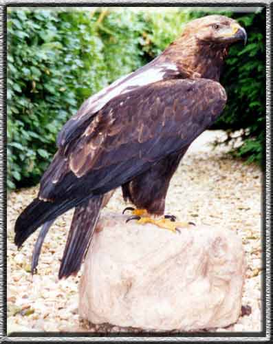imperial eagle
