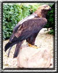 imperial eagle