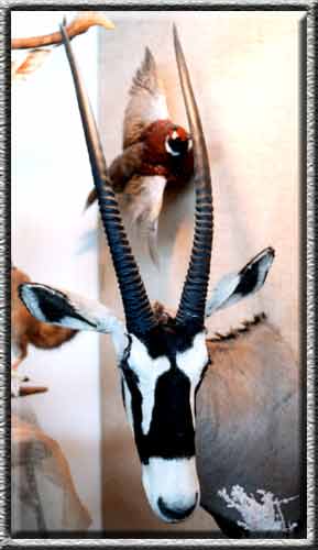 Oryx mount