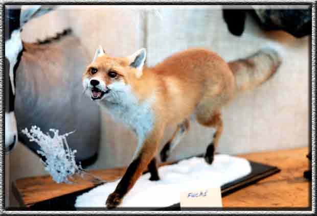 Fox mount