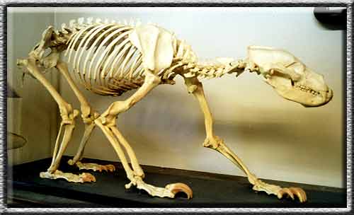 skeleton mounts